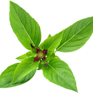 Basil PNG