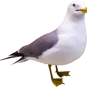 Gull PNG