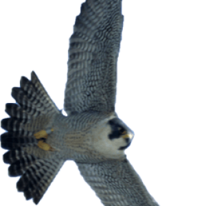 Falcon PNG