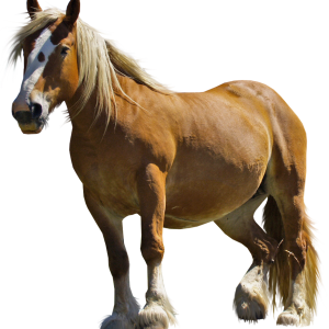 Horse png image
