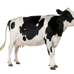 cow PNG
