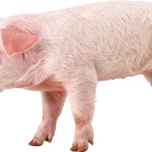 pig PNG image