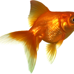 Goldfish PNG