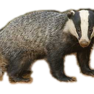 Badger PNG