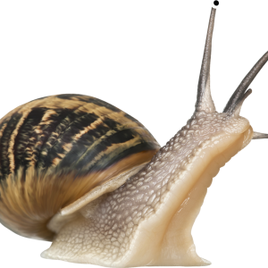 Snail PNG