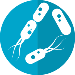 Bacteria PNG