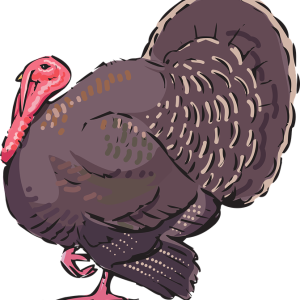 Turkey bird PNG