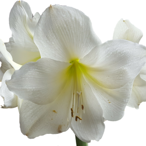 Lilium PNG