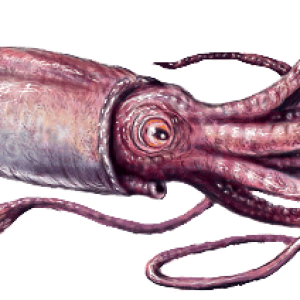 Squid PNG