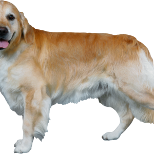 Dog PNG