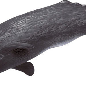 Sperm whale image PNG