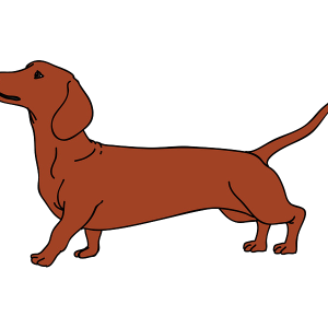 Dachshund PNG