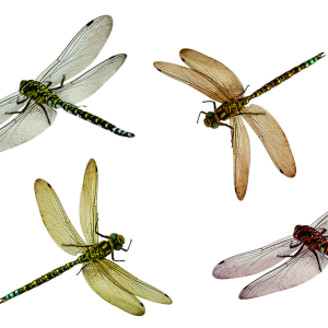 Dragonfly PNG