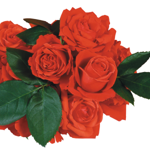 Rose PNG