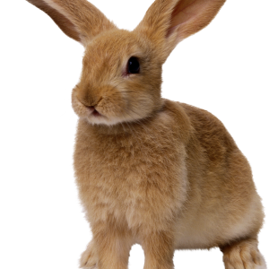 rabbit PNG