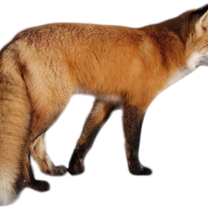 Fox PNG