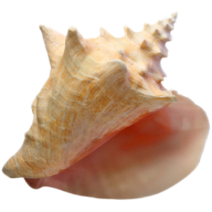 Conch PNG