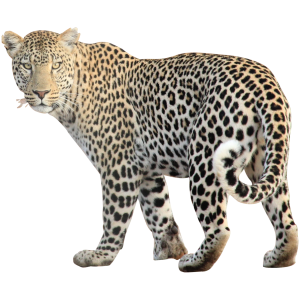 Leopard PNG