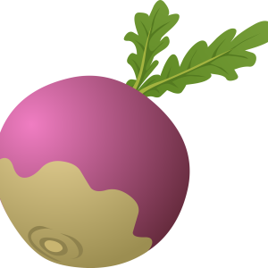 Radish PNG