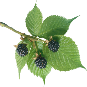 Blackberry PNG