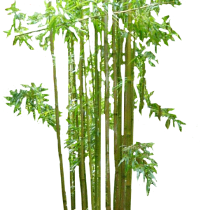 Bamboo PNG
