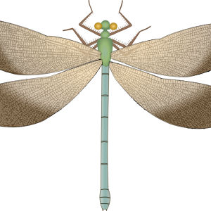 Dragonfly PNG