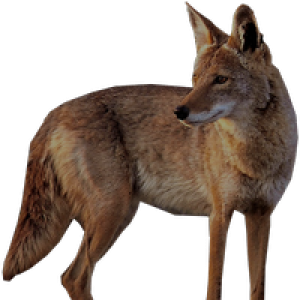Jackal, coyote PNG