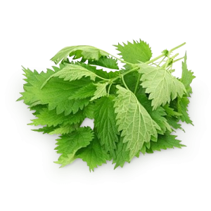 Nettle PNG