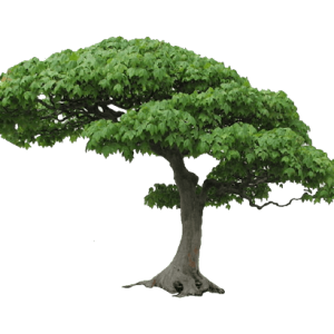 tree PNG