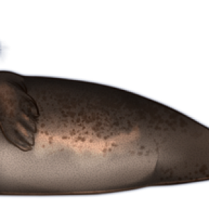 Harbor seal PNG