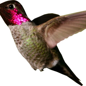 Hummingbird PNG
