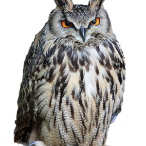 Owl PNG