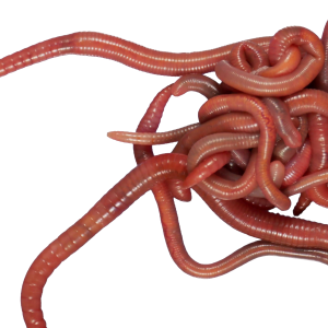 earthworm worm PNG