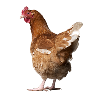 Chicken PNG image