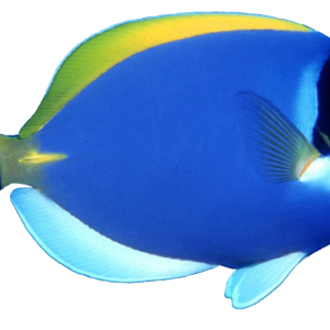 blue fish PNG image