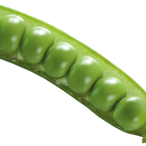 Pea PNG