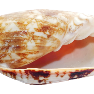 Seashell PNG