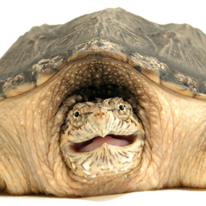 Turtle PNG