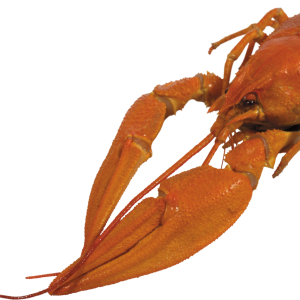 Lobster PNG