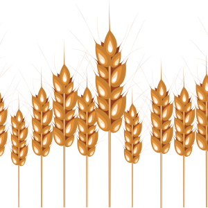 Wheat PNG