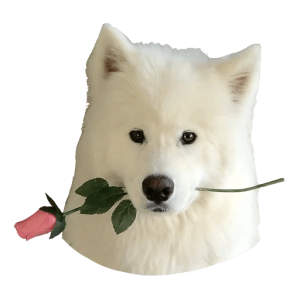 Samoyed PNG