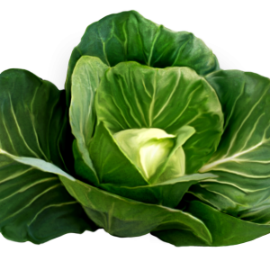 Cabbage PNG image