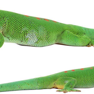 Gecko PNG