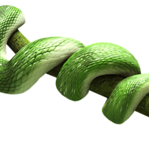 Green snake PNG image