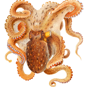 Octopus PNG