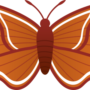 Moth PNG