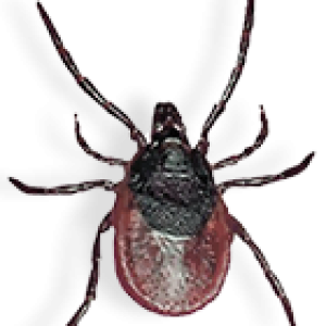 Tick insect PNG