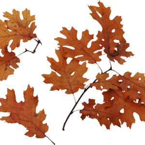 autumn PNG leaves
