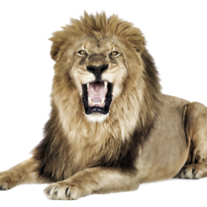 Lion PNG