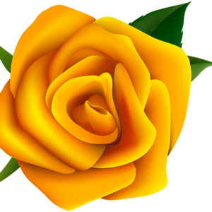 Rose PNG